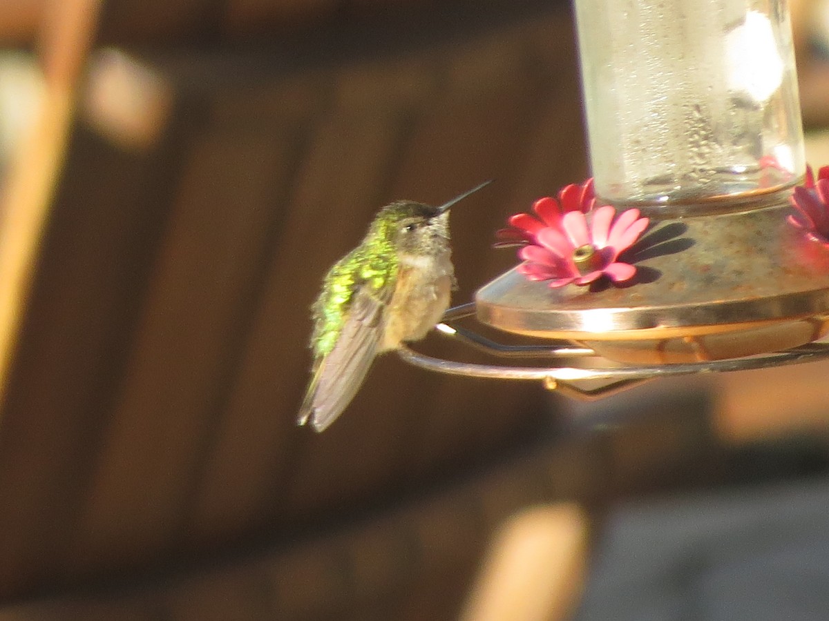 Broad-tailed Hummingbird - ML620706301