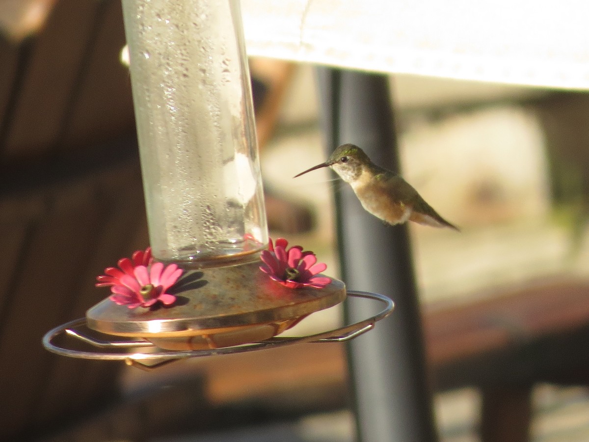 Broad-tailed Hummingbird - ML620706302