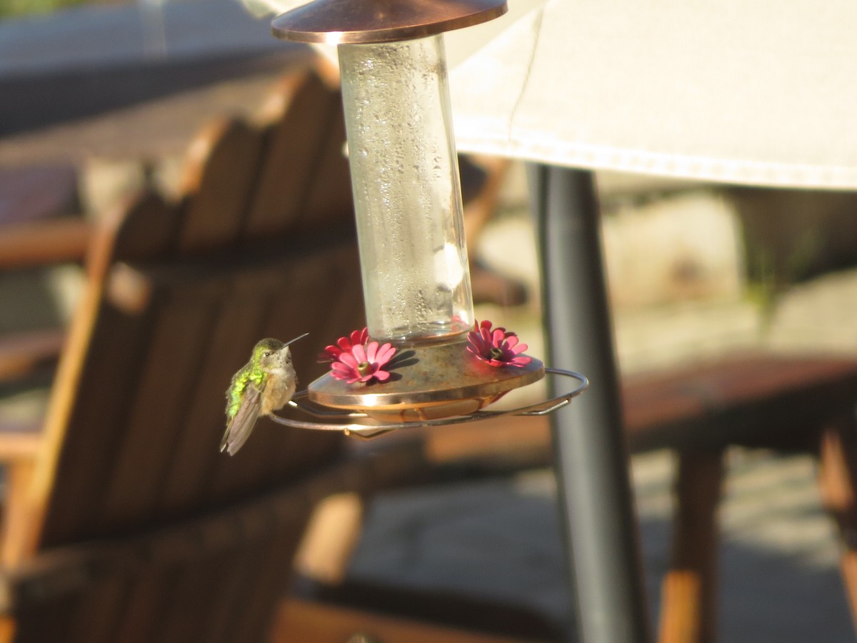 Broad-tailed Hummingbird - Melanie Mitchell