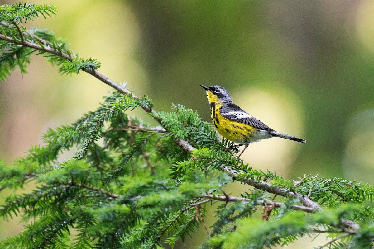 Magnolia Warbler - ML620706305