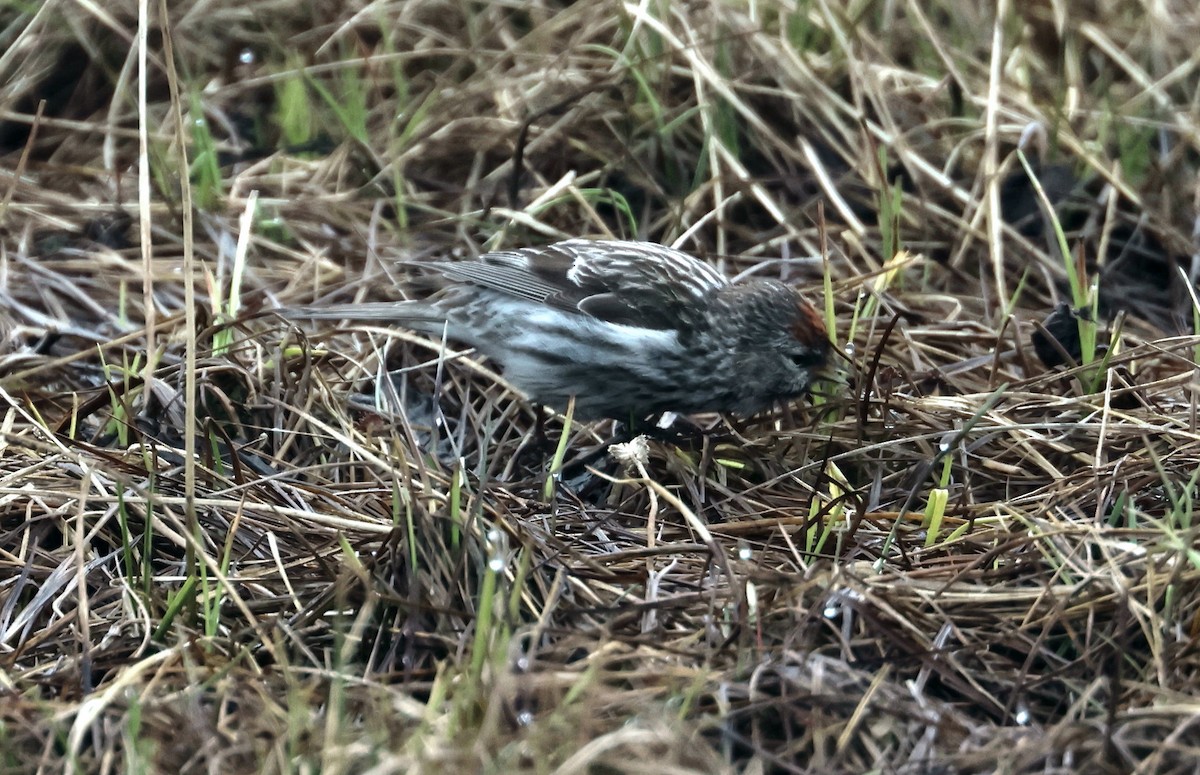 Common Redpoll - John Drummond