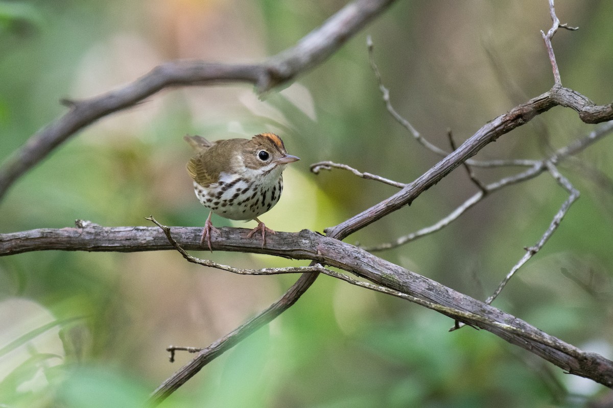 Ovenbird - ML620706311