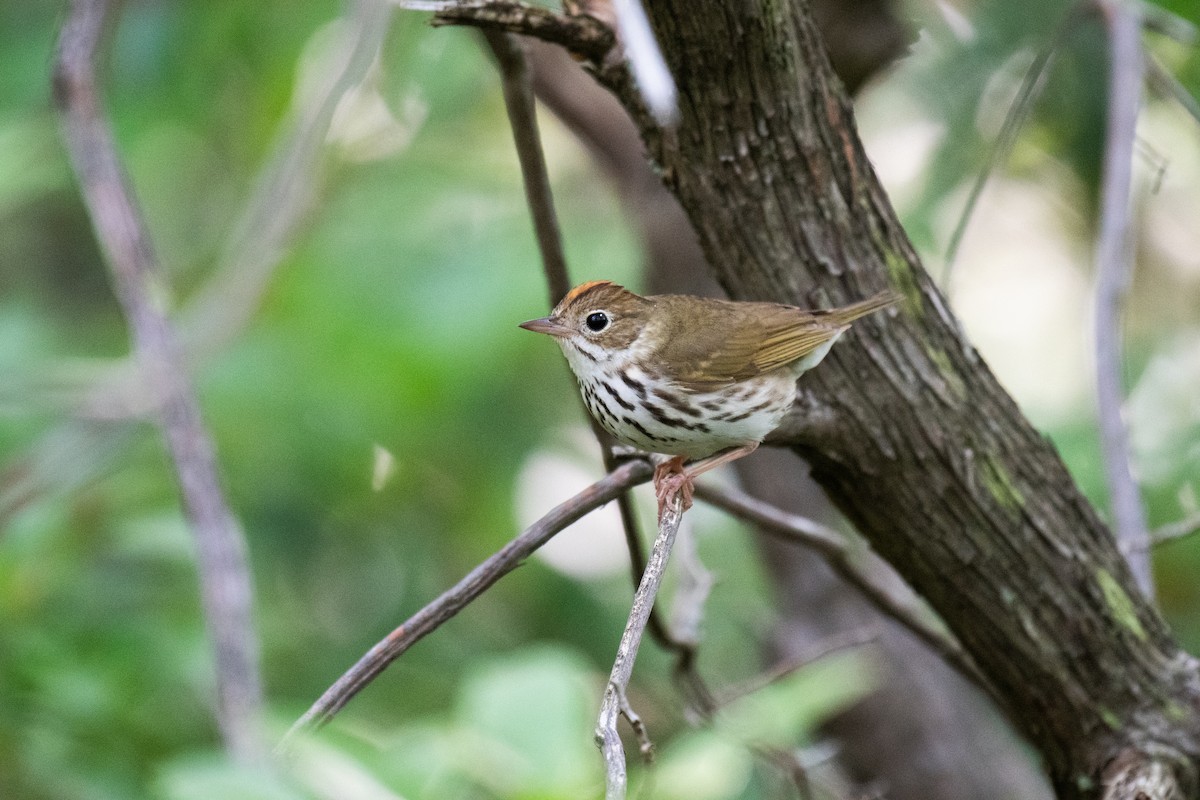 Ovenbird - ML620706312