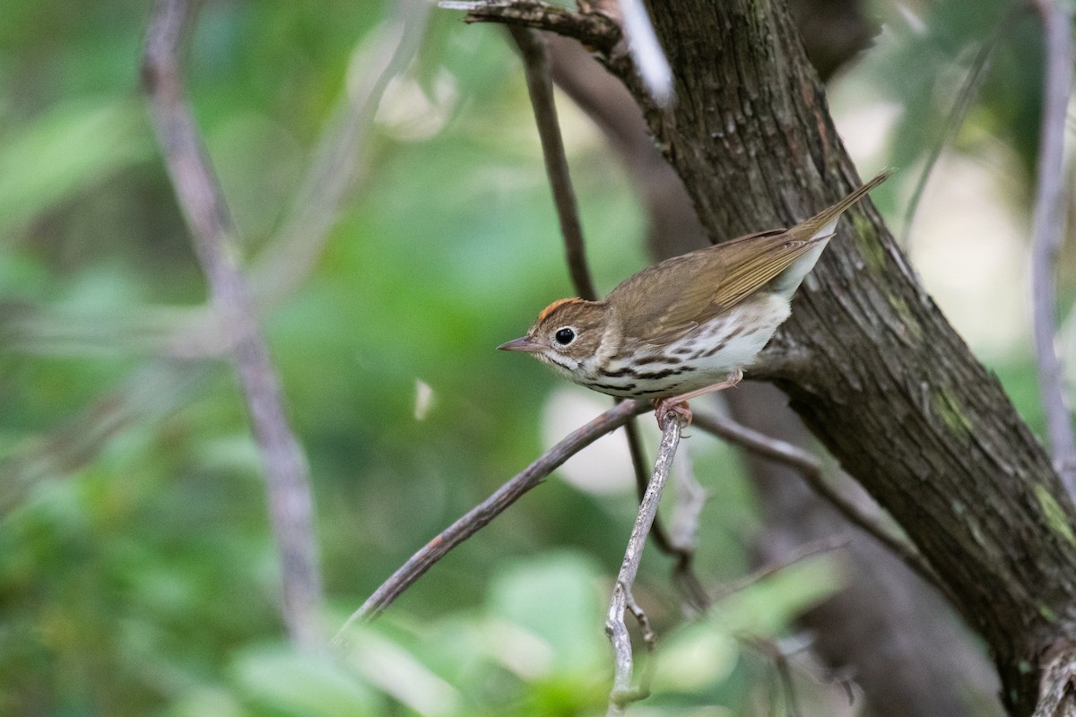 Ovenbird - ML620706313