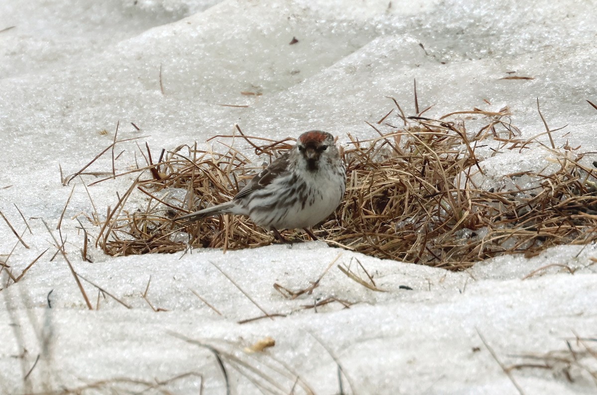 Hoary Redpoll - ML620706318