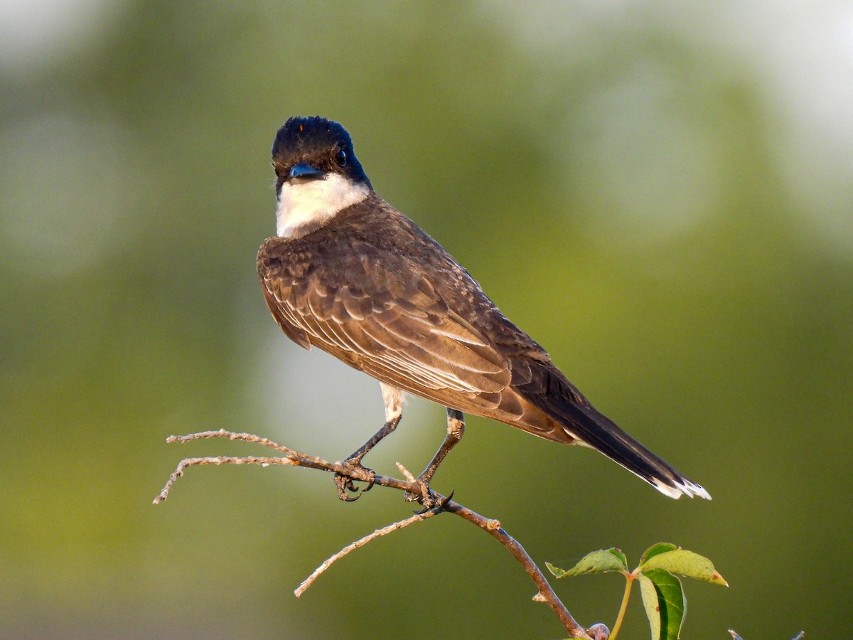 Eastern Kingbird - ML620706321