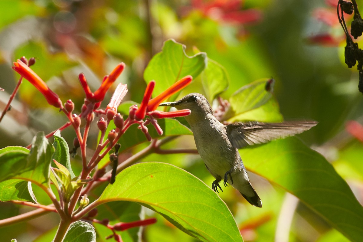 Bee Hummingbird - ML620706322