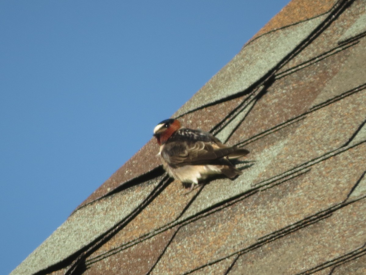 Cliff Swallow - ML620706325