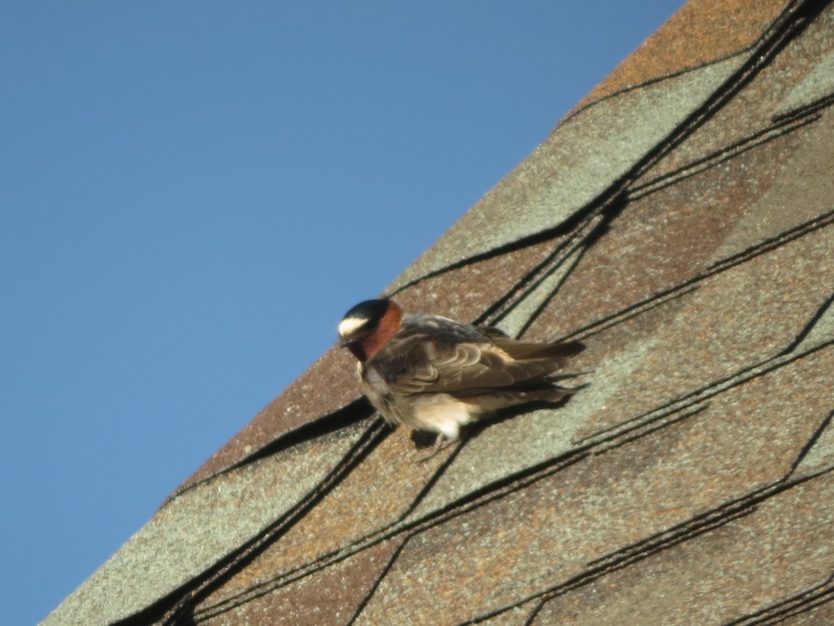 Cliff Swallow - ML620706326