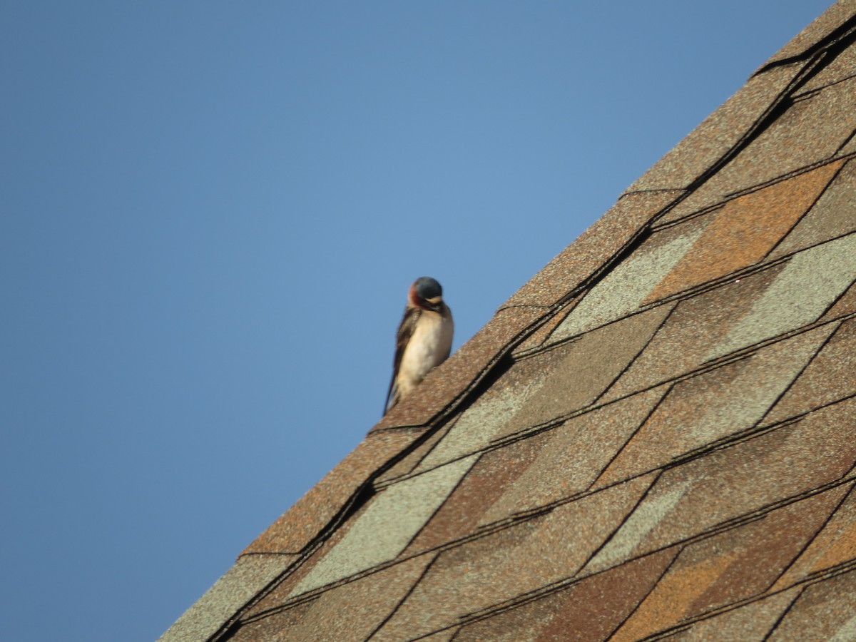 Cliff Swallow - ML620706327