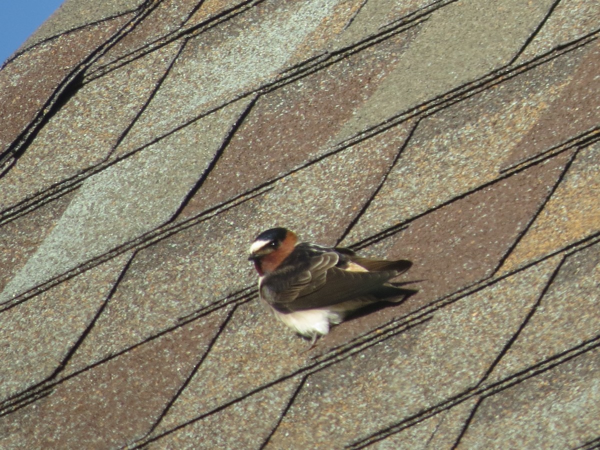 Cliff Swallow - ML620706328