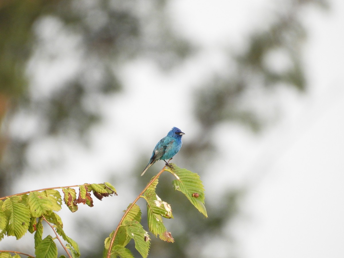 Indigo Bunting - ML620706330