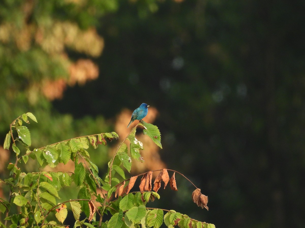 Indigo Bunting - ML620706331