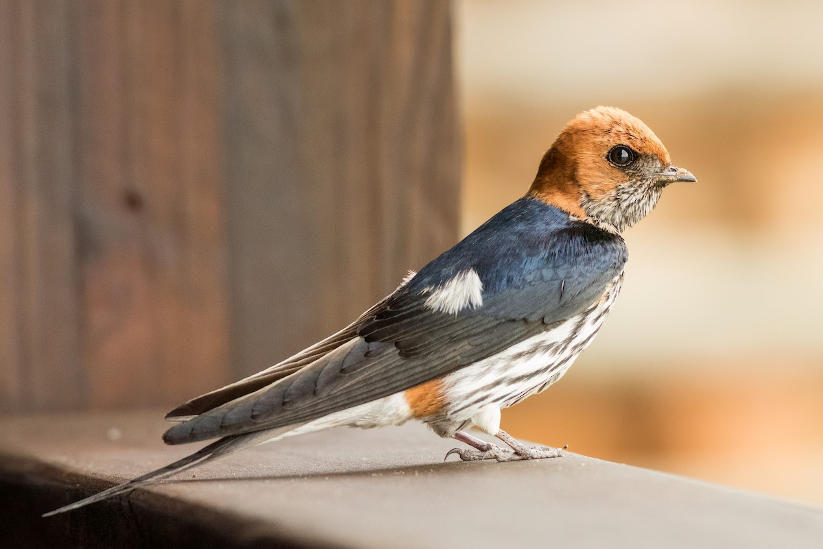 Lesser Striped Swallow - ML620706332