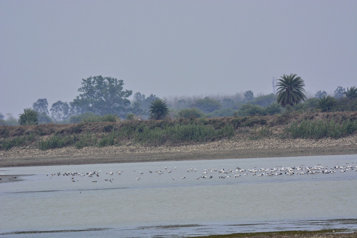 Asian Openbill - ML620706333