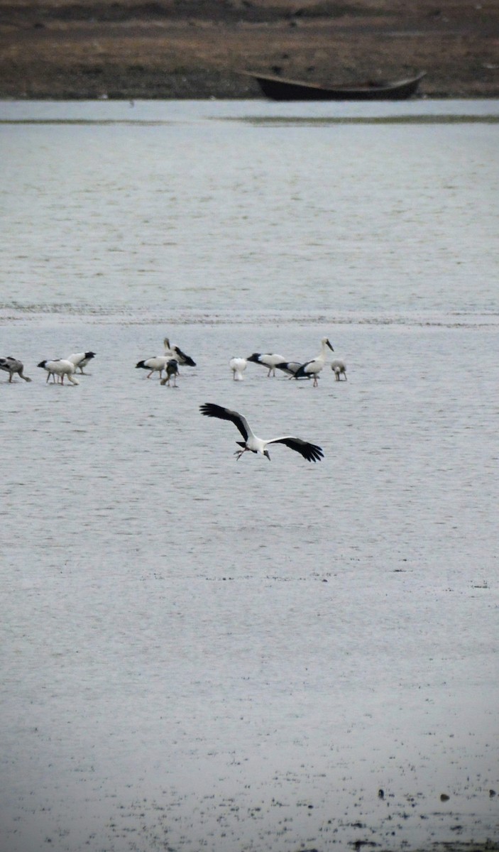 Asian Openbill - ML620706335