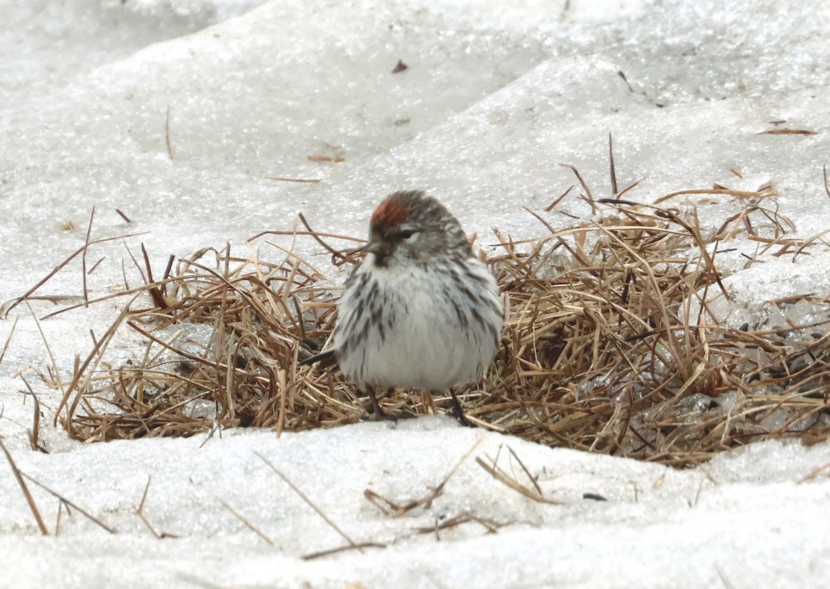 Hoary Redpoll - ML620706336