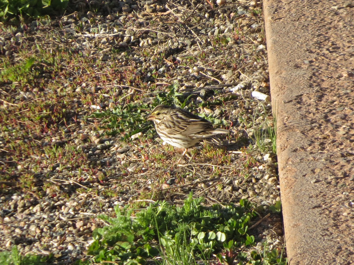 Savannah Sparrow - ML620706337