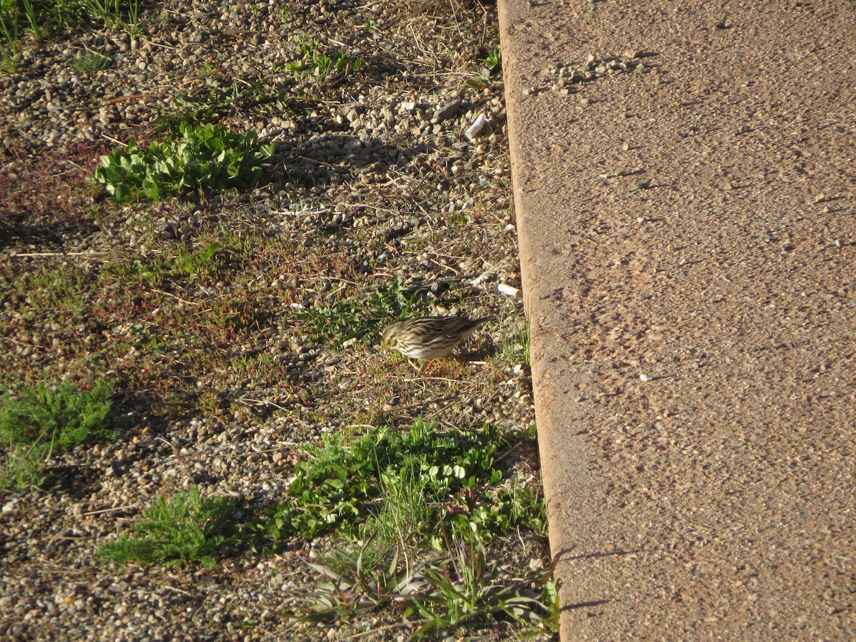 Savannah Sparrow - ML620706338