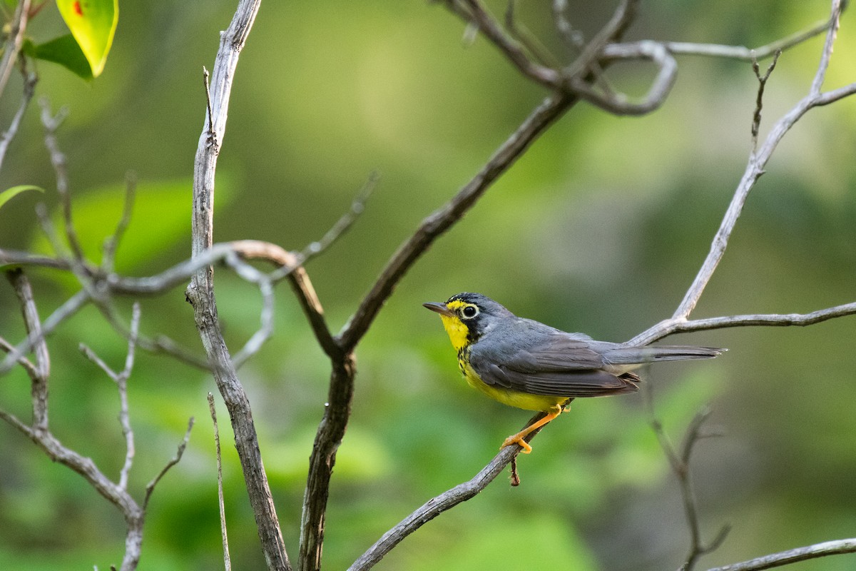 Canada Warbler - ML620706339