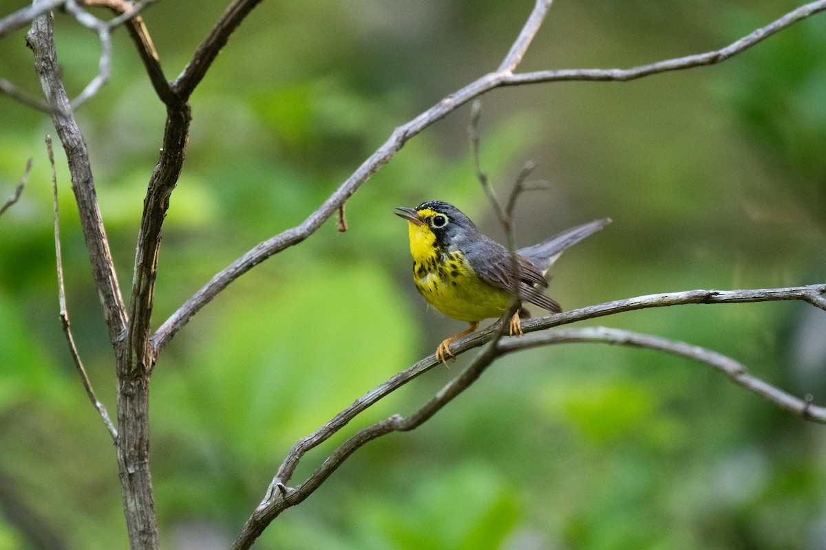 Canada Warbler - ML620706340