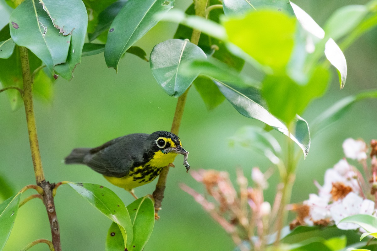 Canada Warbler - ML620706341