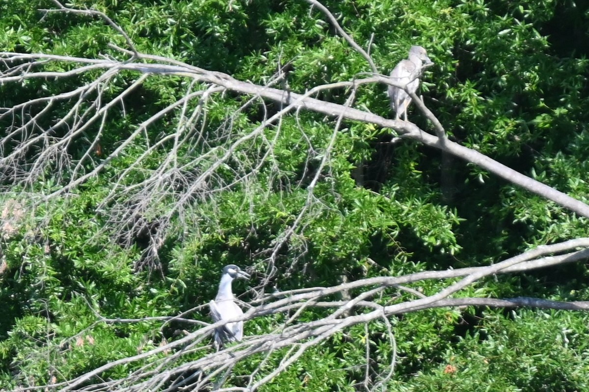 Yellow-crowned Night Heron - ML620706342