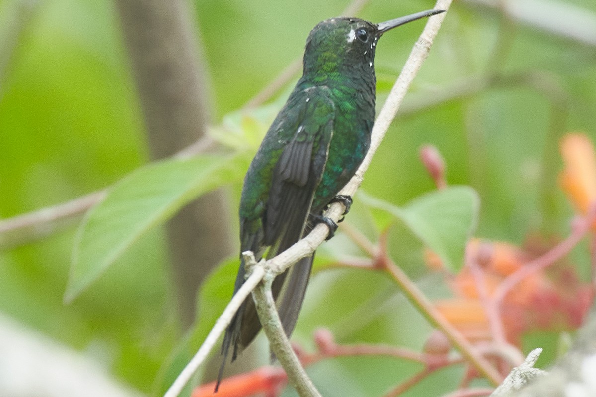 Cuban Emerald - ML620706343