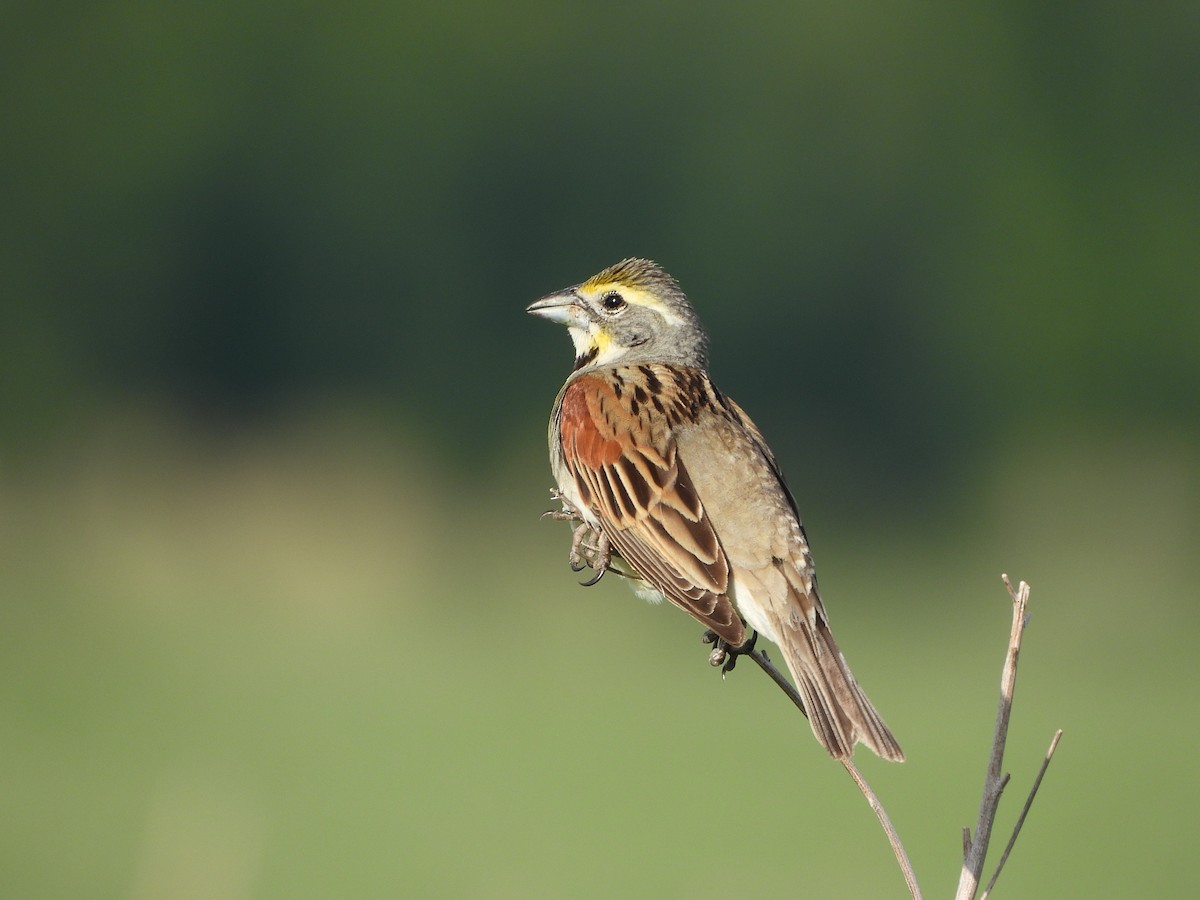 Dickcissel - ML620706344