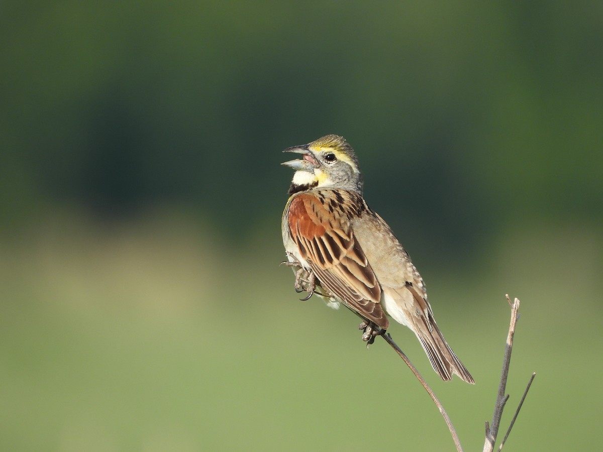 Dickcissel - ML620706345