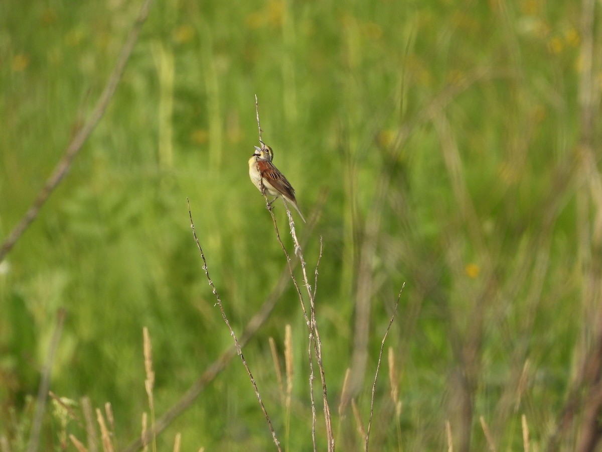 Dickcissel - ML620706346