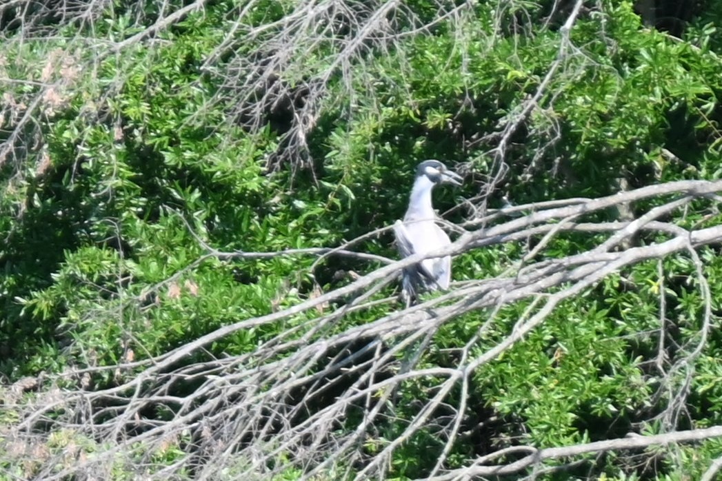 Yellow-crowned Night Heron - ML620706350