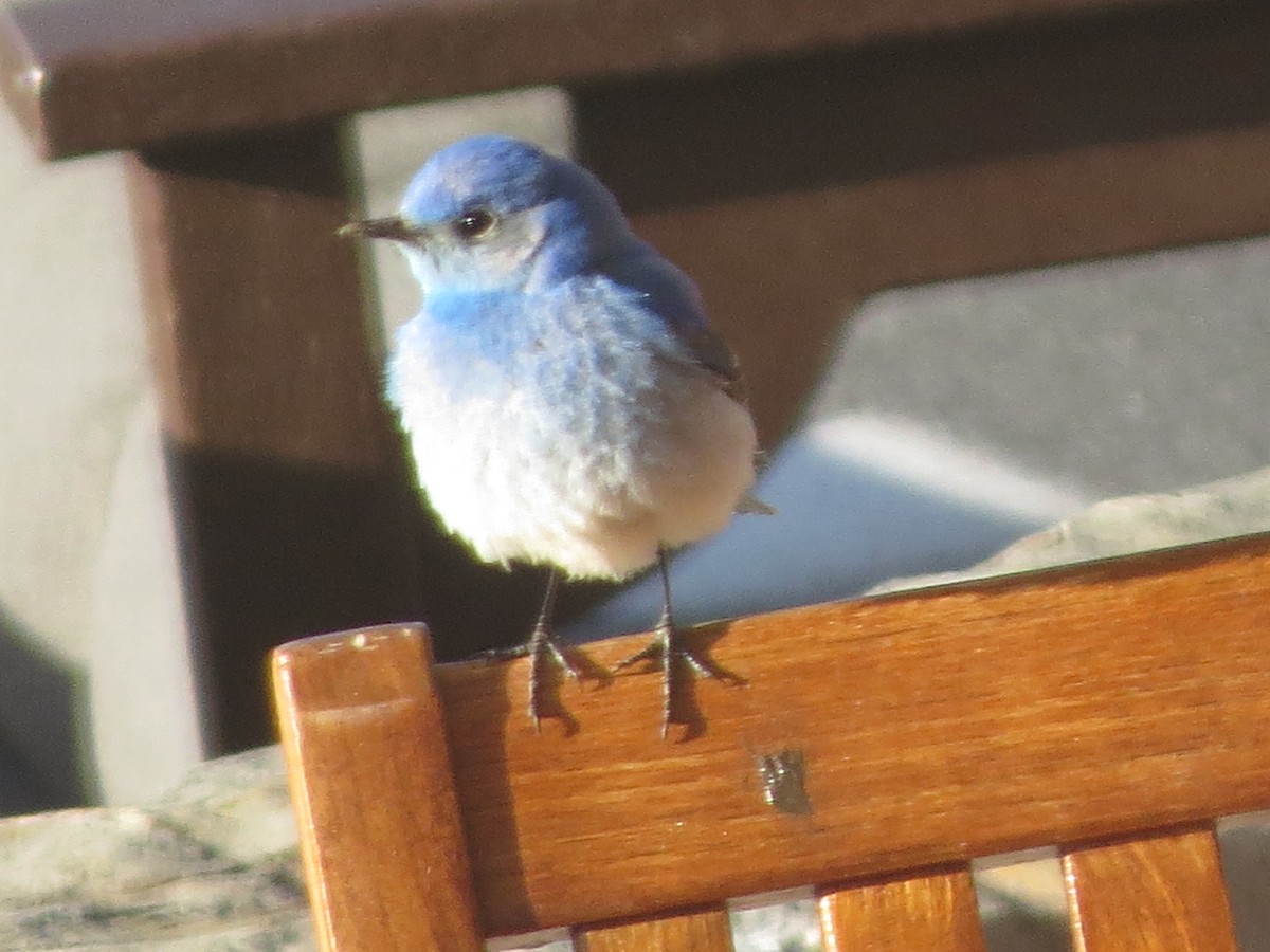 Mountain Bluebird - ML620706351