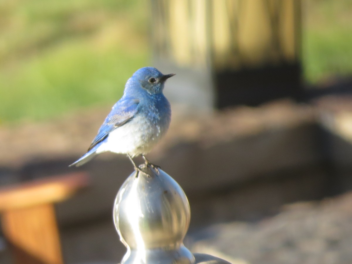 Mountain Bluebird - ML620706352