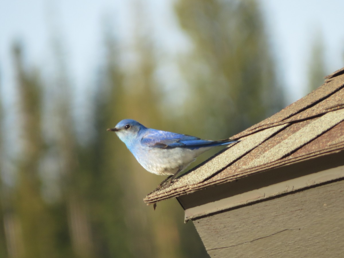 Mountain Bluebird - Melanie Mitchell