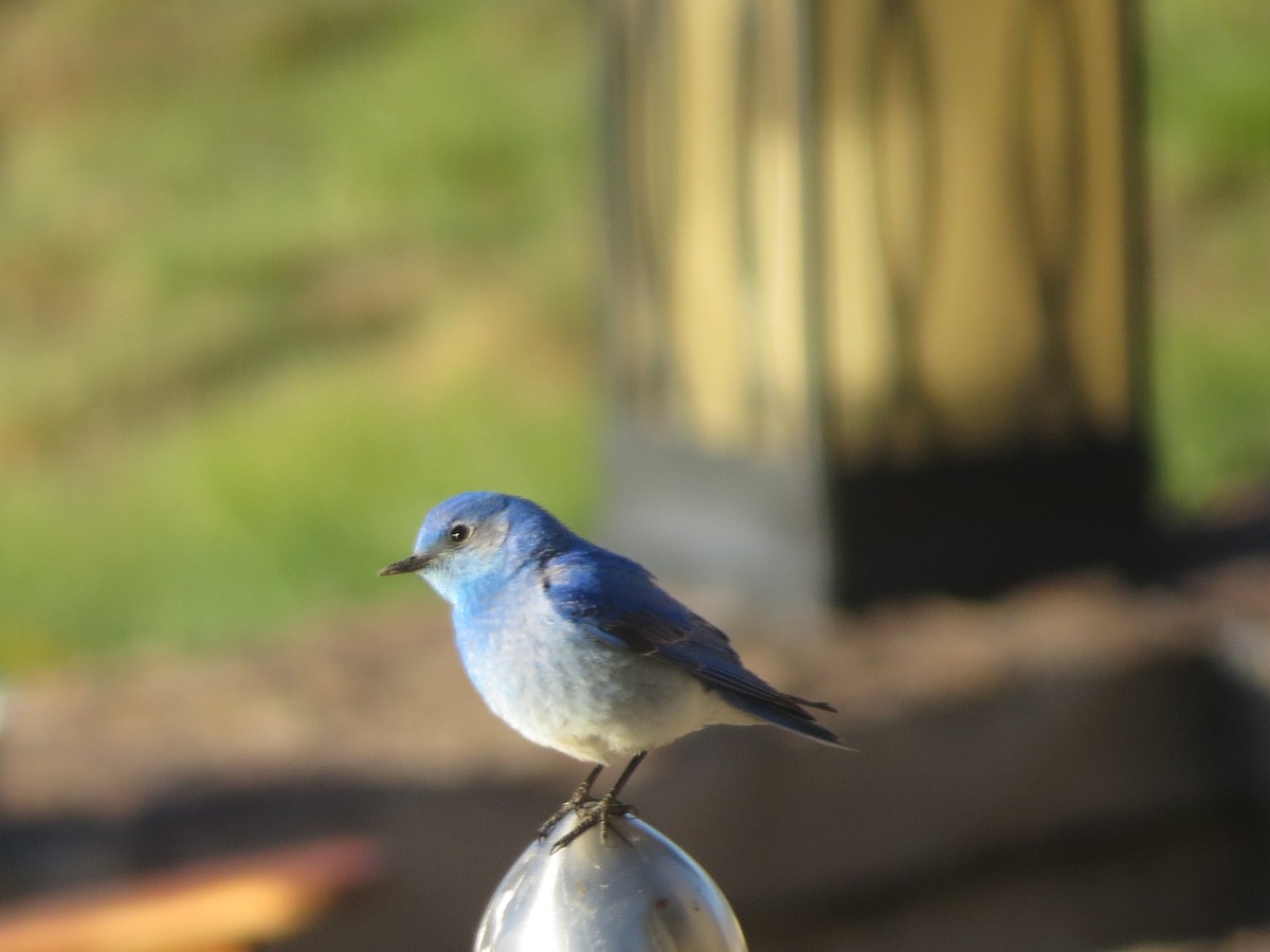 Mountain Bluebird - ML620706358