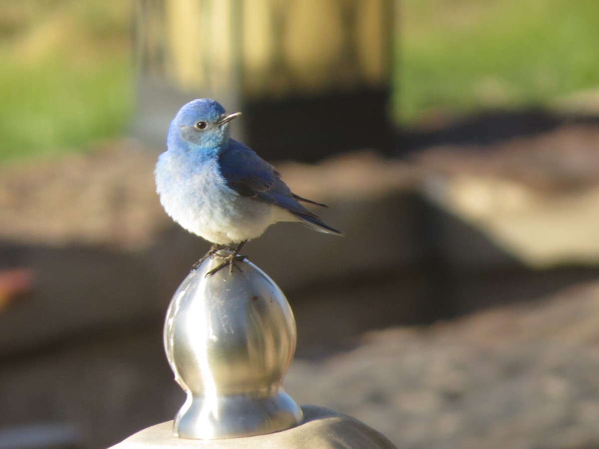 Mountain Bluebird - ML620706360