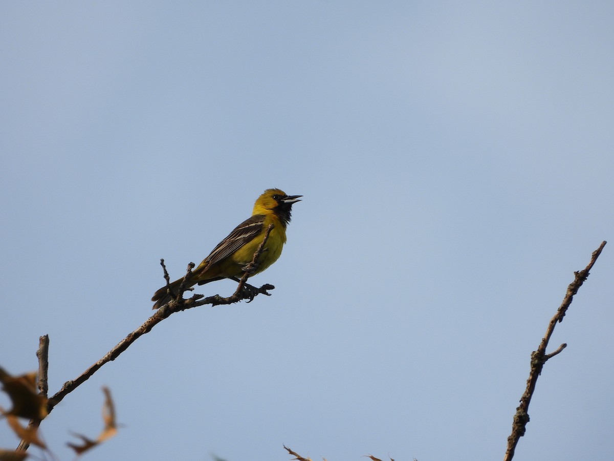 Orchard Oriole - Dan Meyer