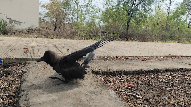 House Crow - ML620706368