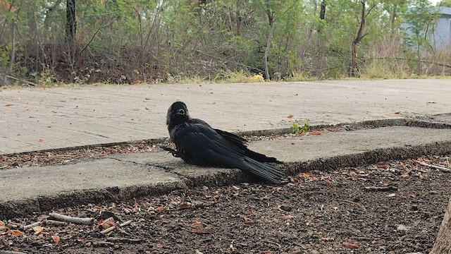 House Crow - ML620706370