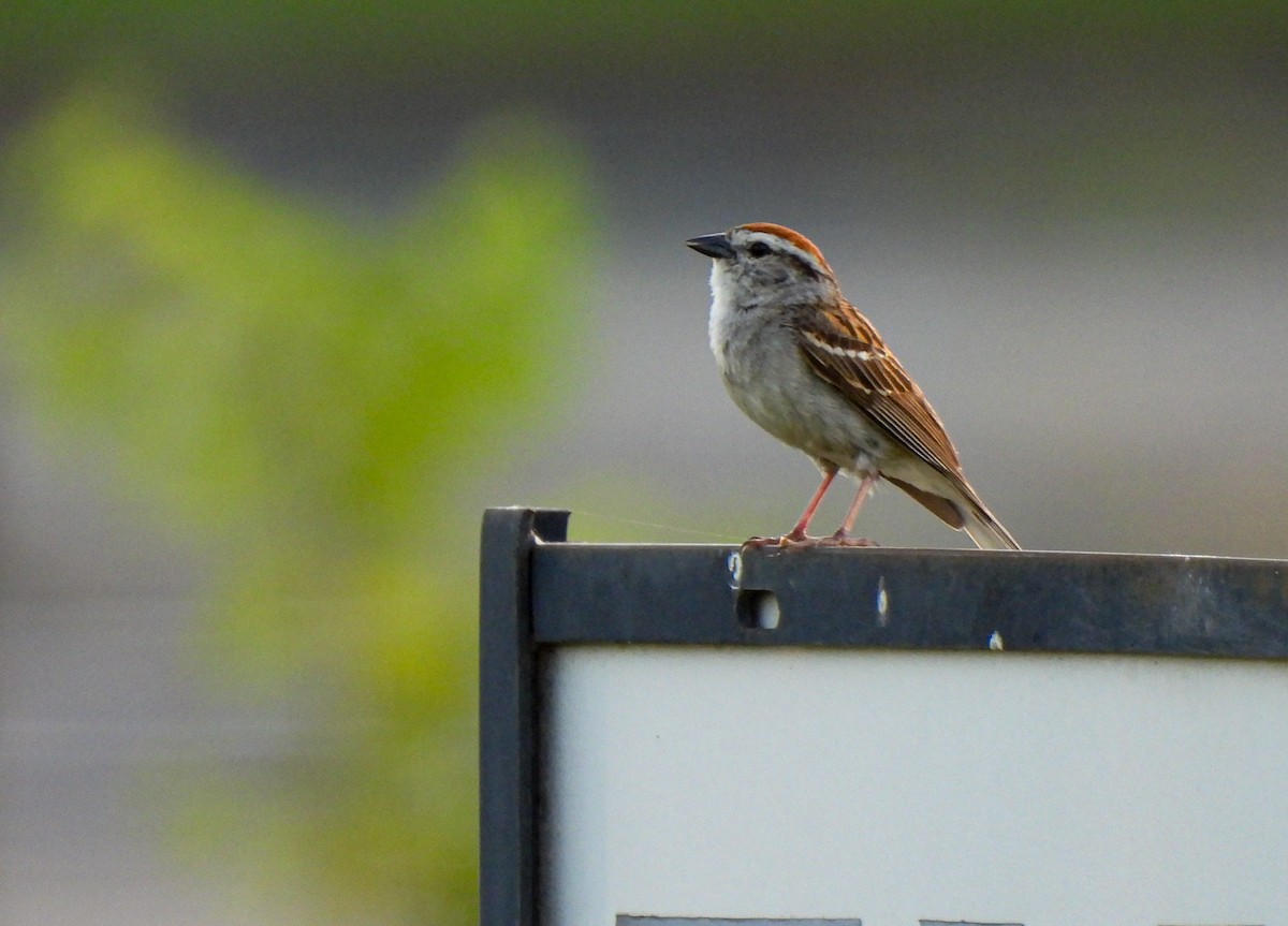 Chipping Sparrow - ML620706378