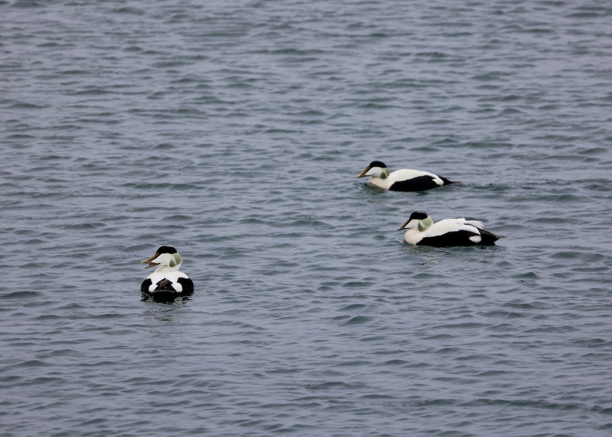 Common Eider - ML620706383