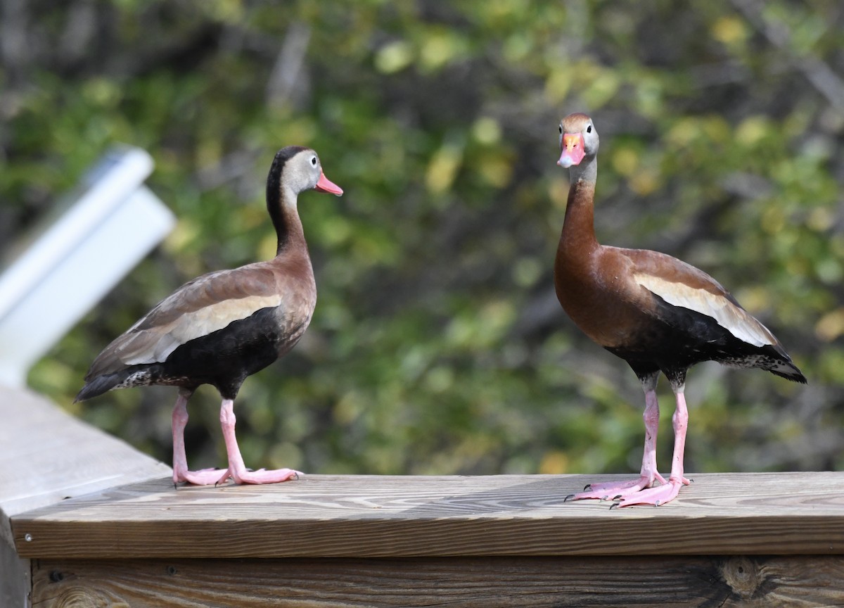 Black-bellied Whistling-Duck - ML620706386