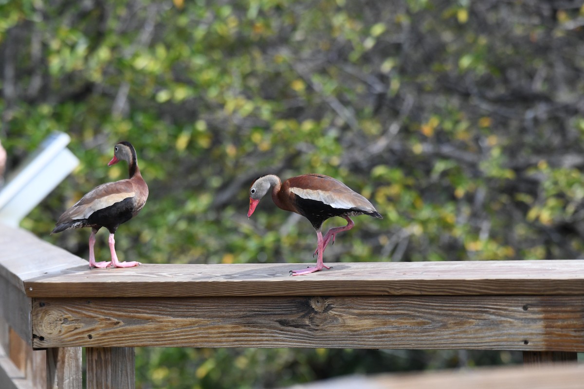 Black-bellied Whistling-Duck - ML620706387