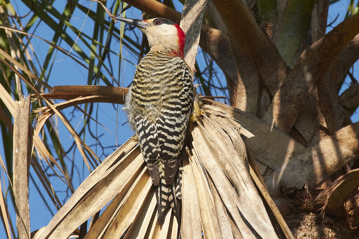 West Indian Woodpecker - ML620706389