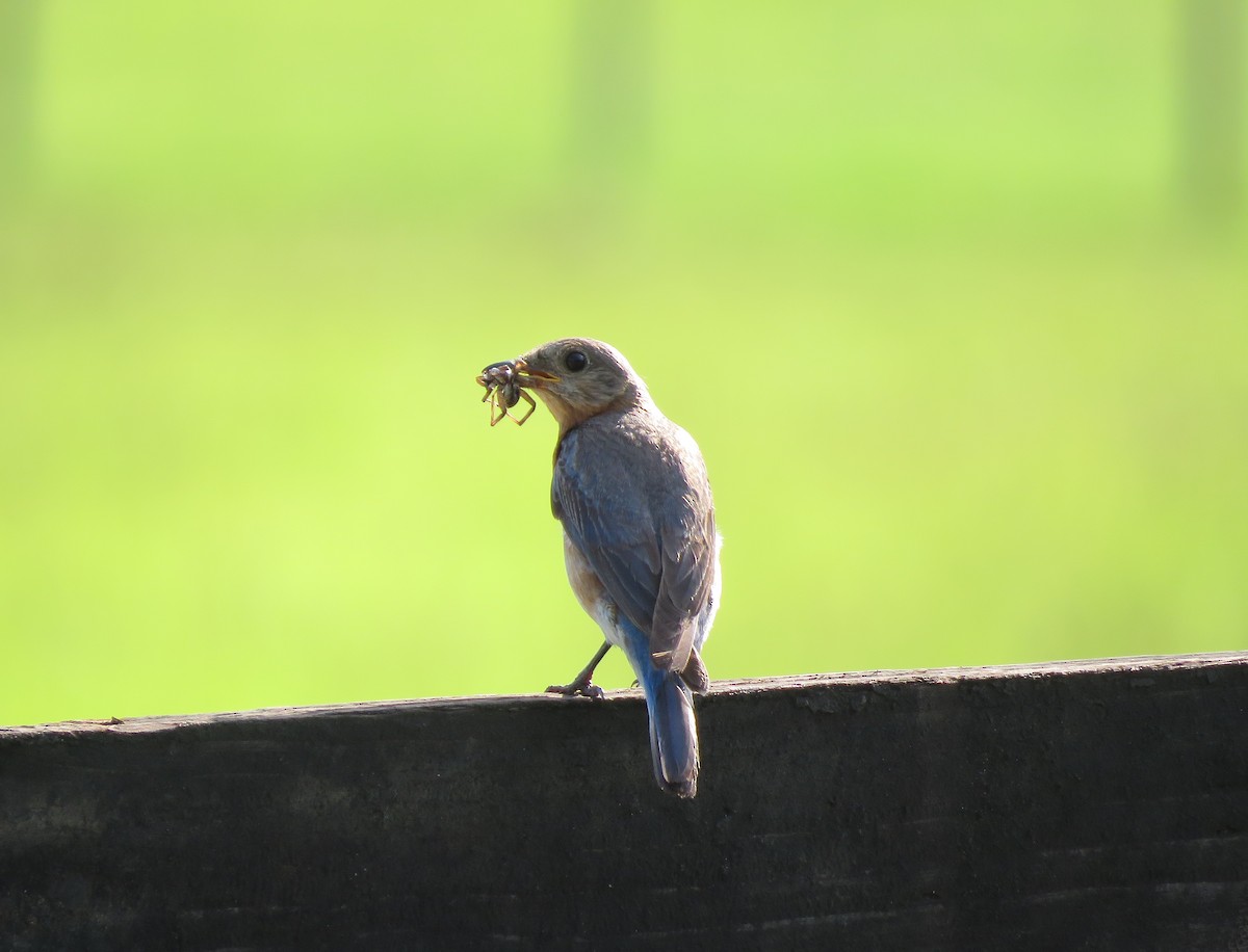 Eastern Bluebird - ML620706390