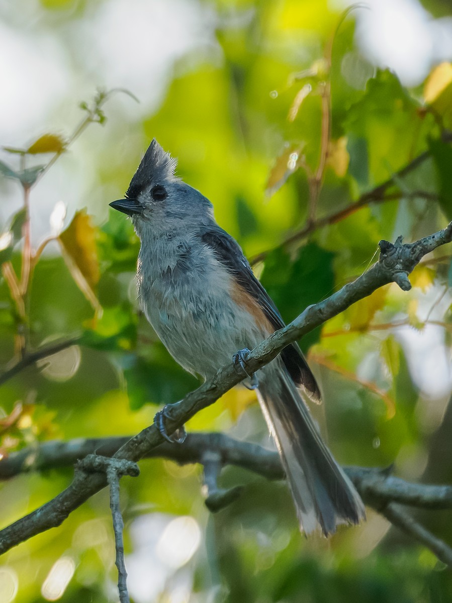 Tufted Titmouse - ML620706391