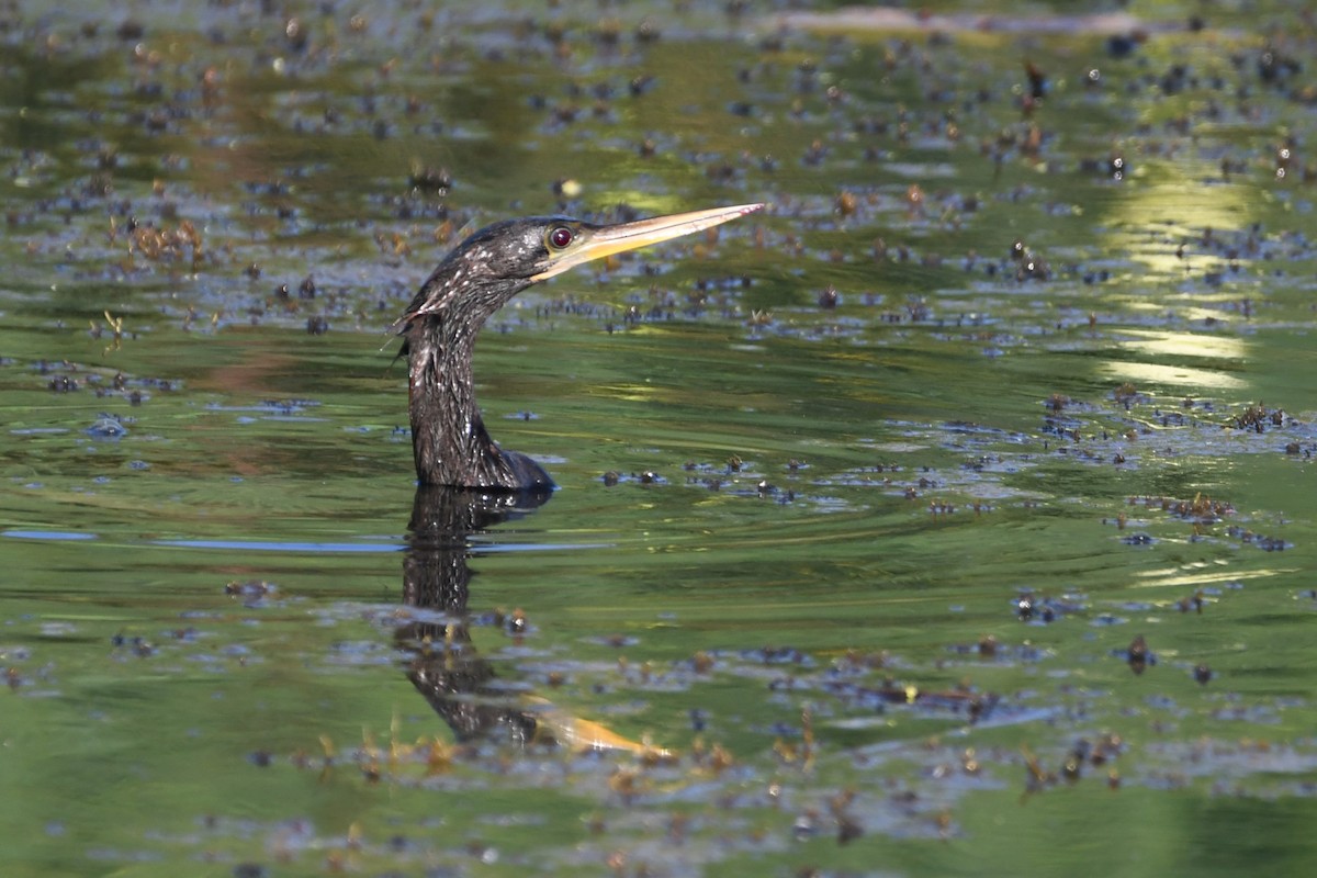 Anhinga d'Amérique - ML620706392