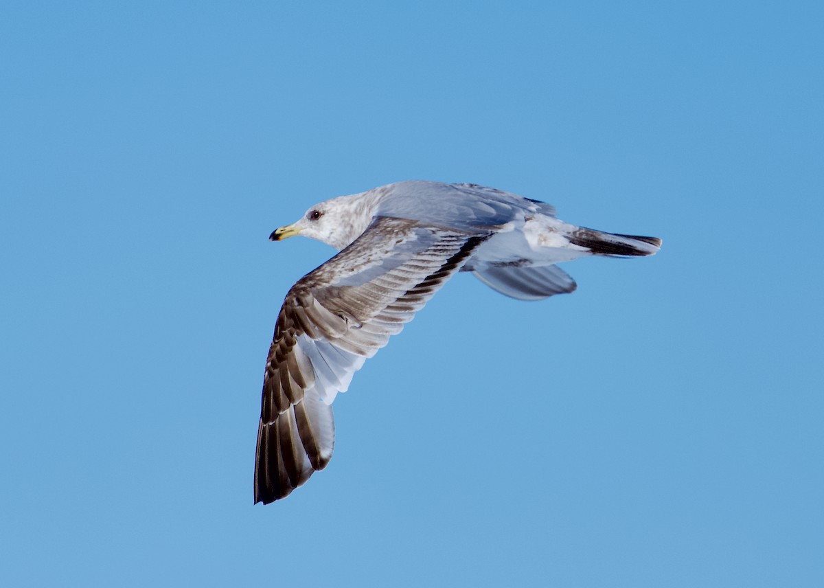 Gaviota Californiana - ML620706393