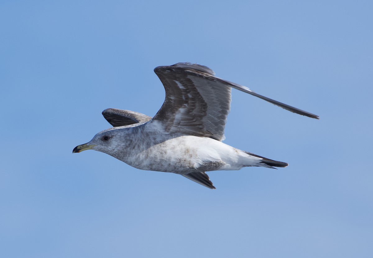 California Gull - ML620706394